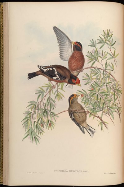 Fringilla burtoni = Callacanthis burtoni - John Gould